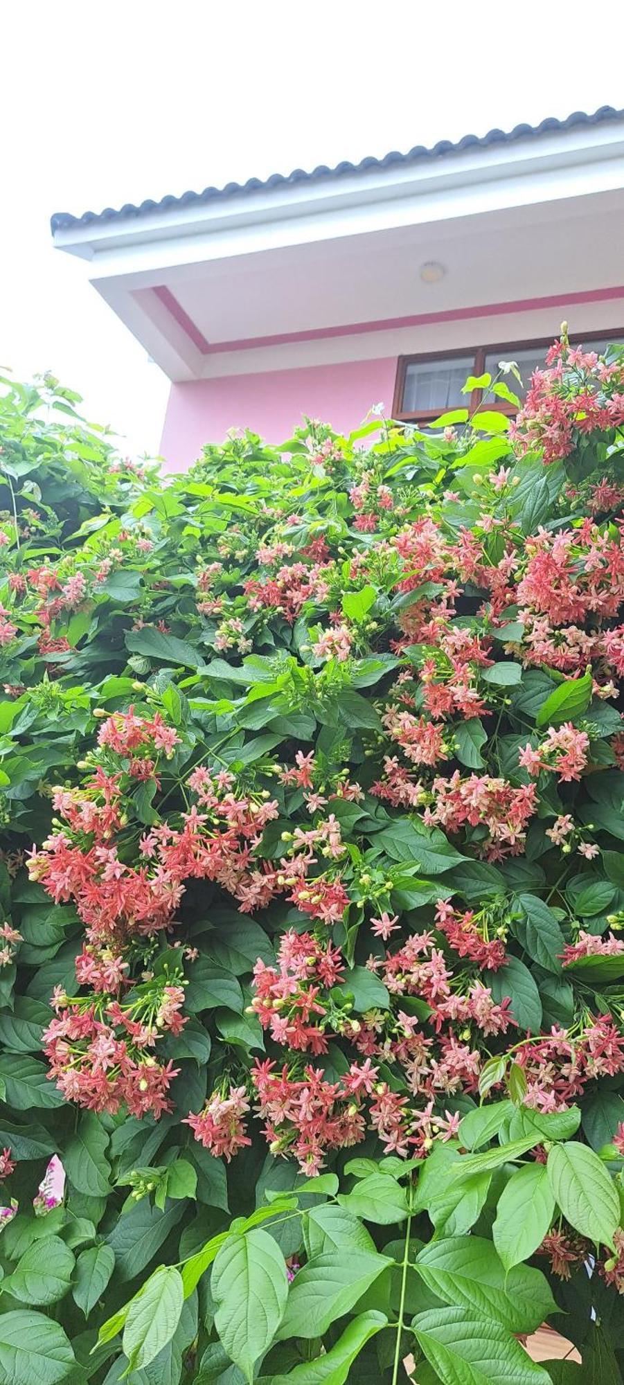 Pink House Homestay Hoi An Luaran gambar
